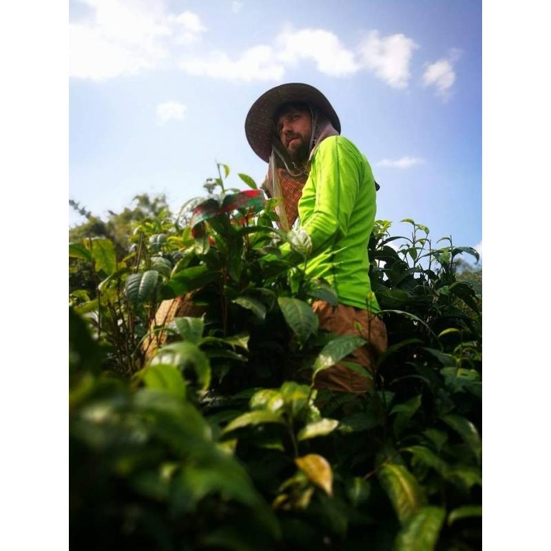 Tea oolong Yabukita Thaiföld 50g