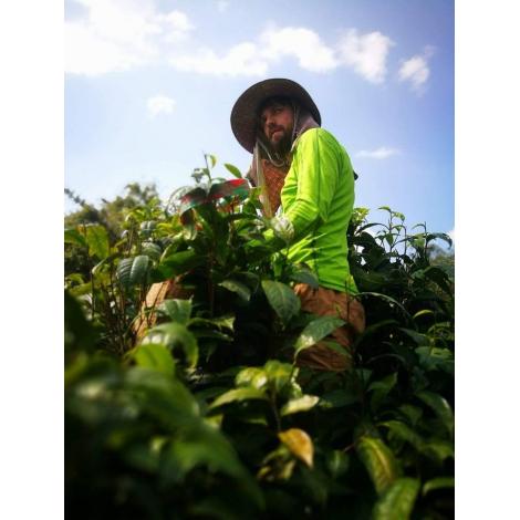 Tea oolong Yabukita Thaiföld 50g