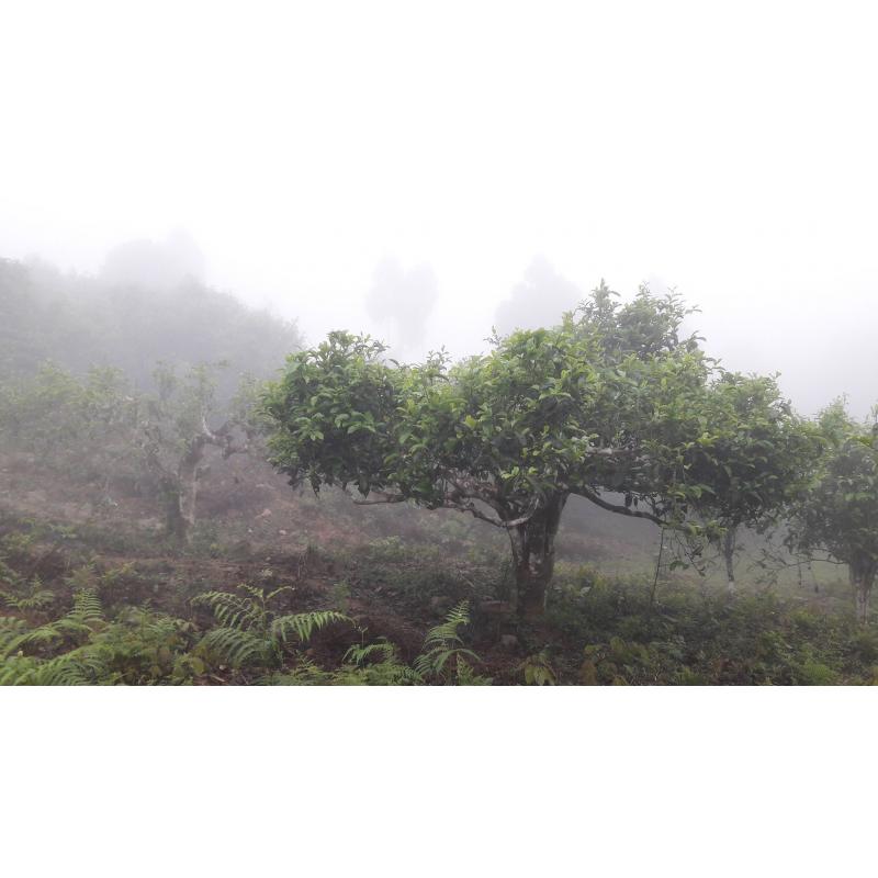 Zöld tea Dvabzu Georgia 50g