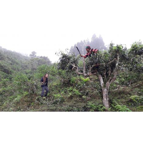 Fekete tea Avto Georgia 50g