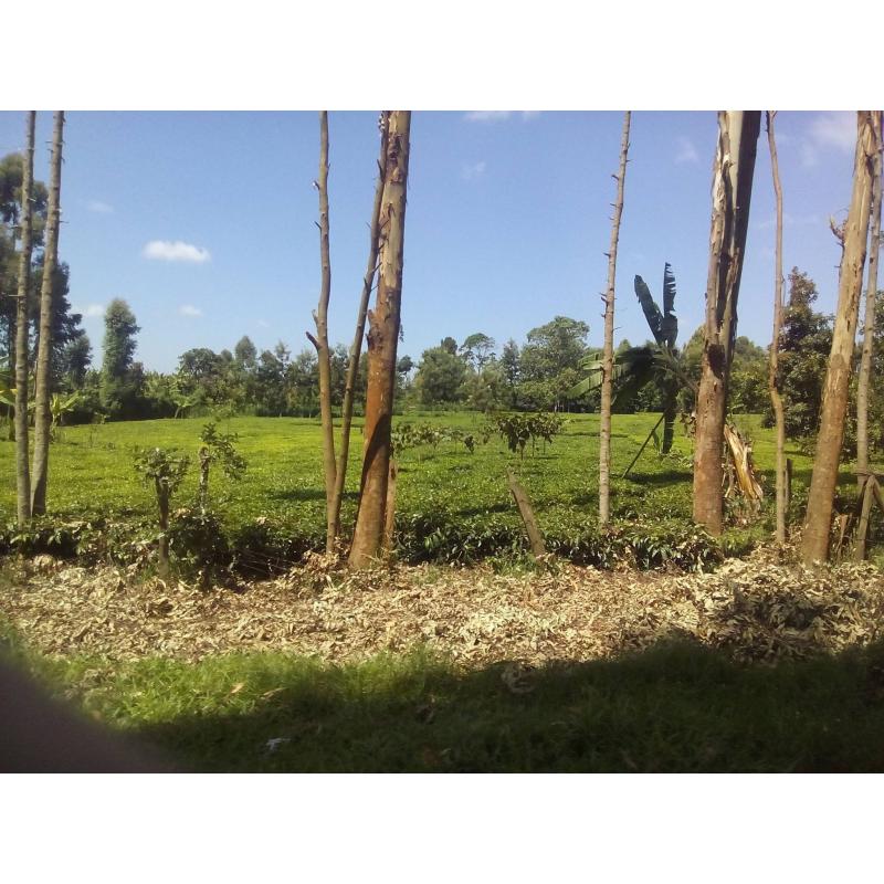 Fehér tea Ezüst tű Kenya 50g