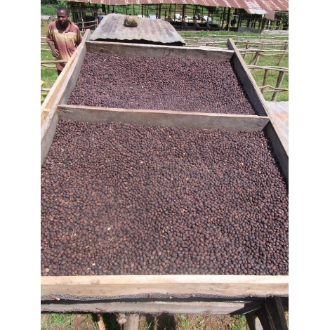 GourmetCoffee Specialty - Etiópia Chelbesa Natural 250g