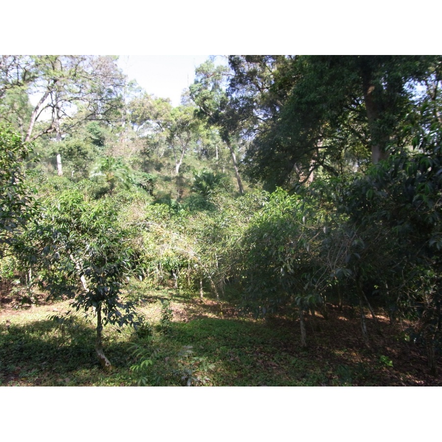 GourmetCoffee Specialty - Etiópia Chelbesa Natural 250g