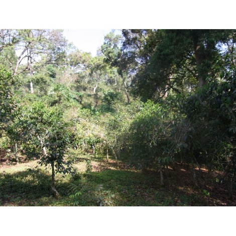 GourmetCoffee Specialty - Etiópia Chelbesa Natural 250g