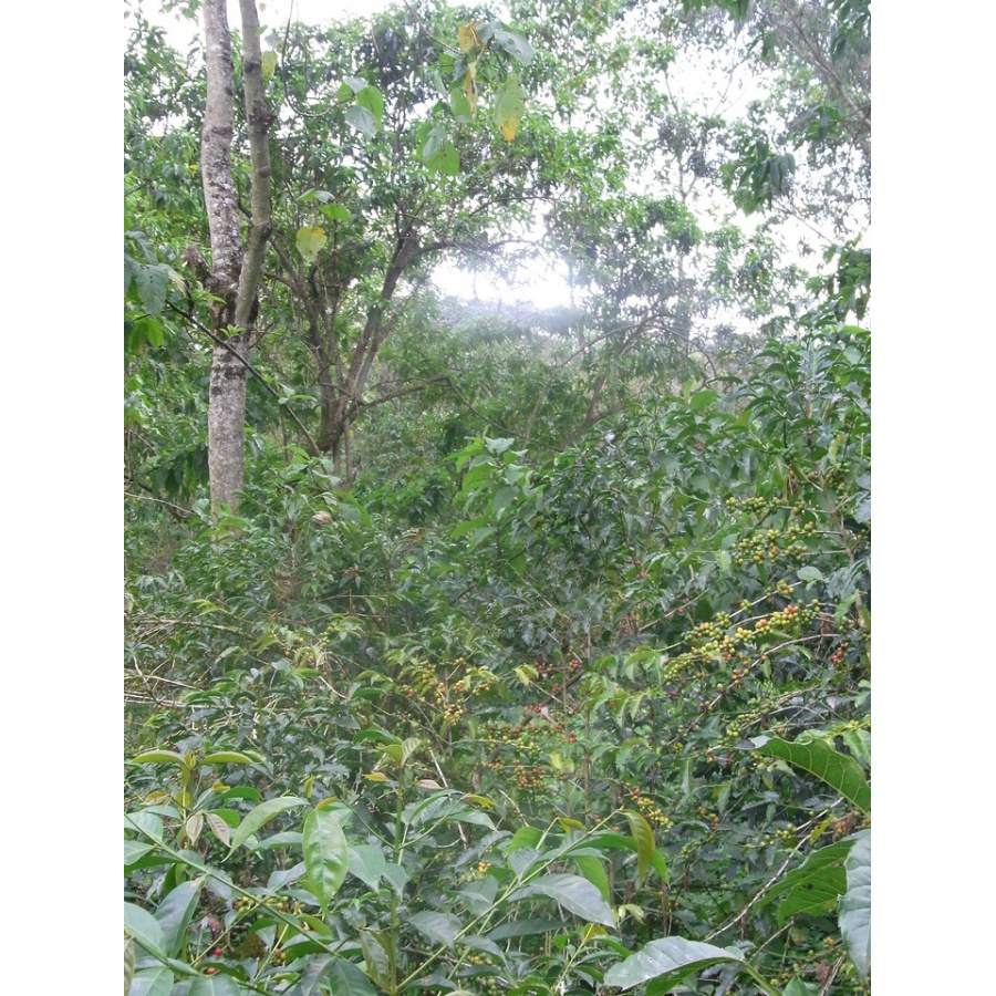 GourmetCoffee Specialty - Etiópia Chelbesa Natural 250g