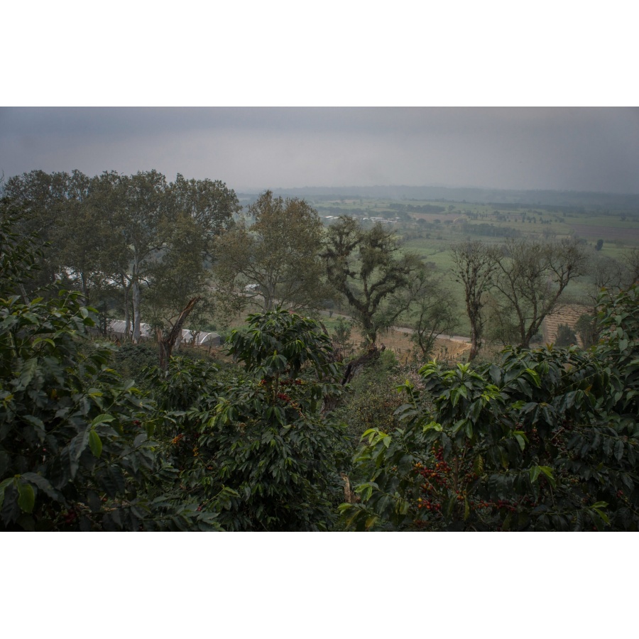 GourmetCoffee Specialty - Mexikó SV Kitos 250g