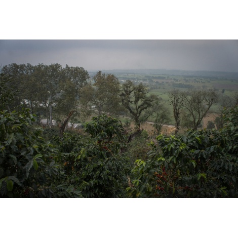 GourmetCoffee Specialty - Mexico SV Kitos 250g