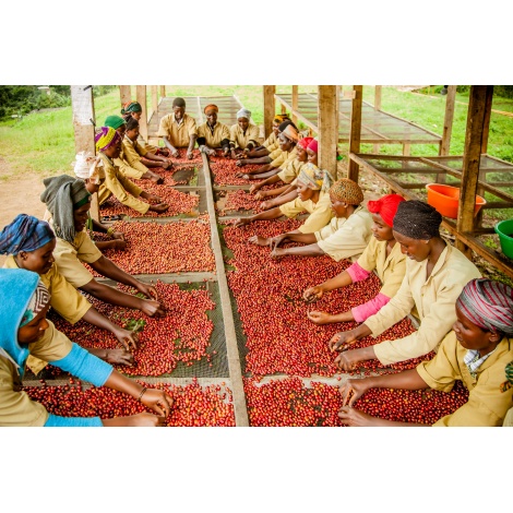 GourmetCoffee Specialty - Ruanda Ngororero 250g