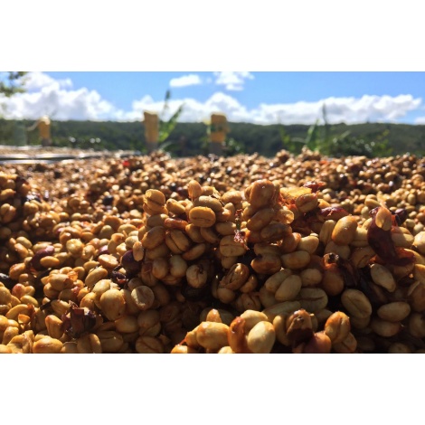 Nordbeans Costa Rica VARA BLANCA Méz, 250g