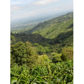 GourmetCoffee Specialty Colombia Tumbaga DECAF  250g 2