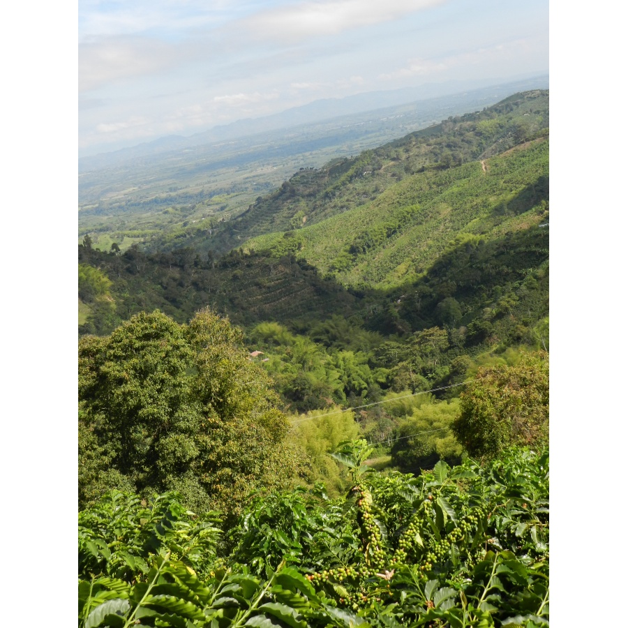 GourmetCoffee Specialty Colombia Tumbaga DECAF  250g