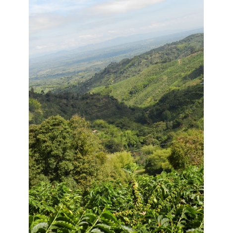 GourmetCoffee Specialty Colombia Tumbaga DECAF  250g