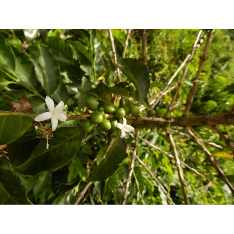 GourmetKáva Specialty Kolumbia Tumbaga DECAF 250 g