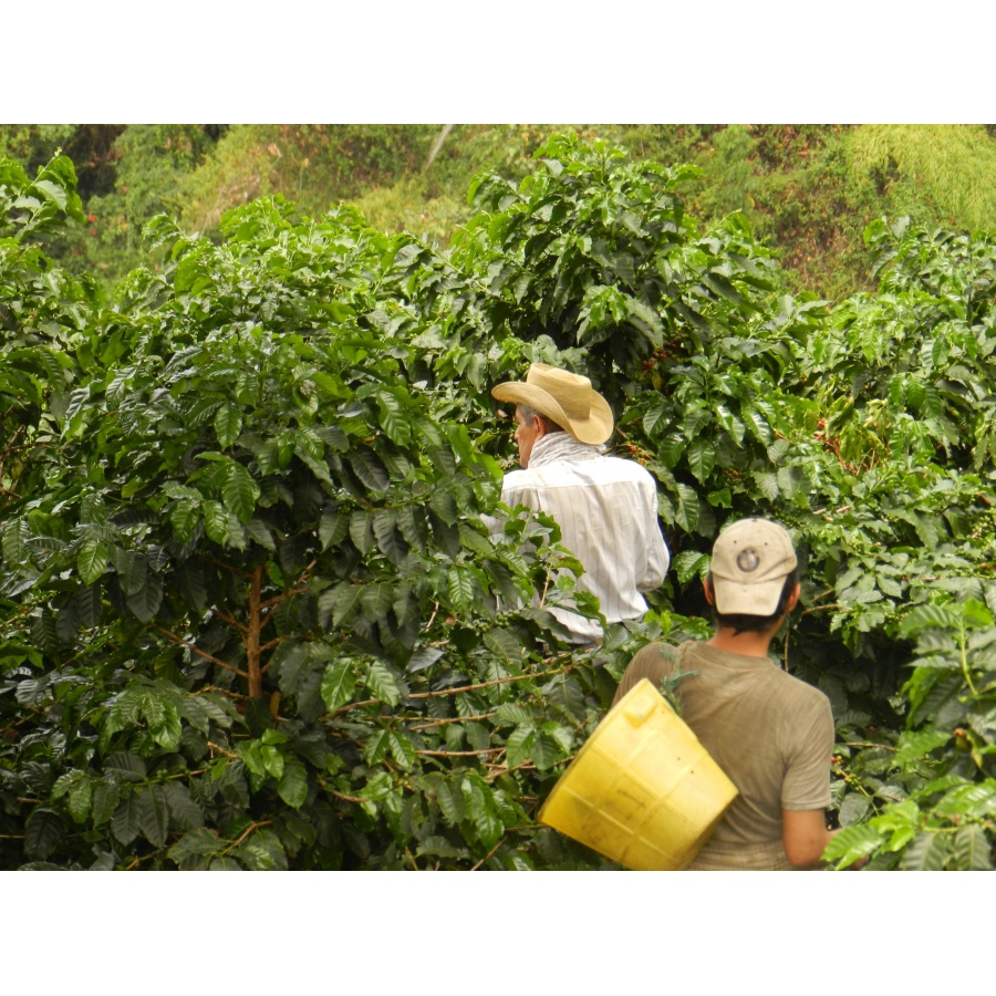 GourmetCoffee Specialty Colombia Tumbaga DECAF  250g