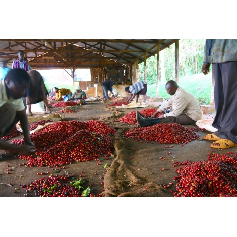 GourmetCoffee Specialty Kenya Wamuguma PB 250g