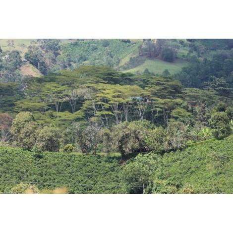 GourmetCoffee Specialty Colombia El Agrado méz 250g