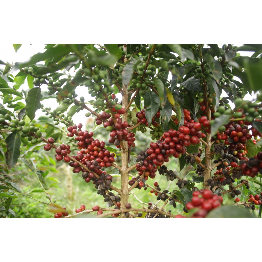 GourmetCoffee Specialty - Indonézia Aulila Kahfi 250g