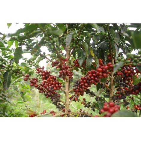 GourmetCoffee Specialty - Indonézia Aulila Kahfi 250g