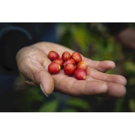 GourmetCoffee Specialty - Peru T. Sachez 250g