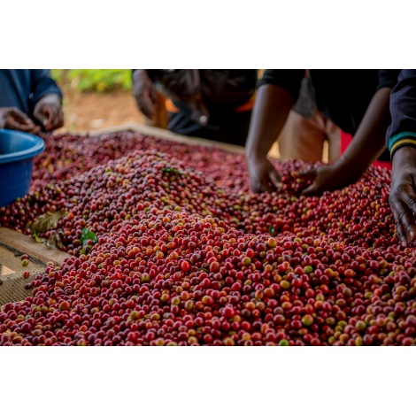 GourmetCoffee Specialty Burundi Gakenke 250g