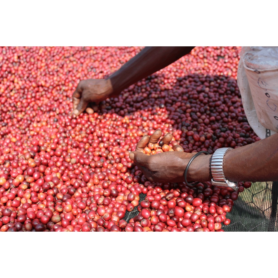 GourmetCoffee Specialty Burundi Gakenke 250g