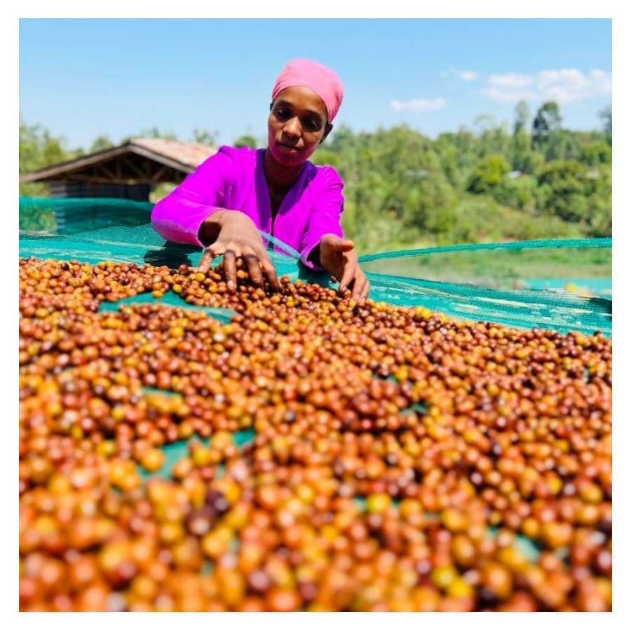 Nordbeans Etiópia FUNKY 250g