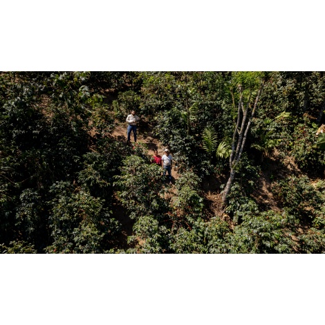 GourmetCoffee Specialty Guatemala Comal 250g