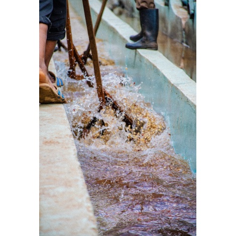 GourmetCoffee Specialitás Kenya Baragwi - Guama AA 250g