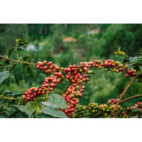 GourmetCoffee Specialitás Kenya Baragwi - Guama AA 250g