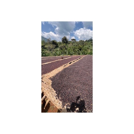 GourmetCoffee Specialty Ethiopia Uraga 250g