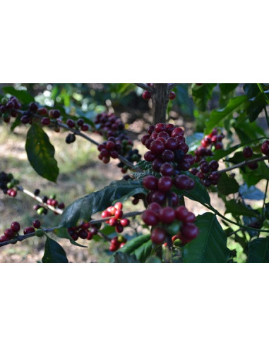 GourmetCoffee Specialty Brazília Freitas ESP 250g