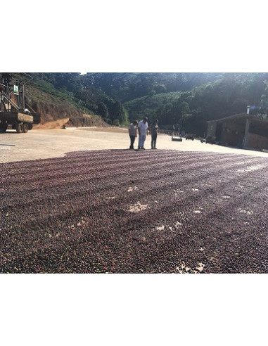 GourmetCoffee Specialty Brazília Freitas ESP 250g