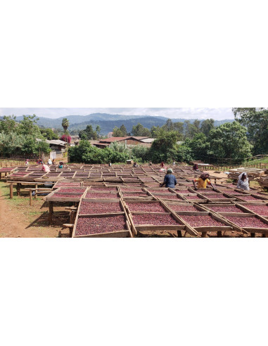 GourmetCoffee Specialty Etiópia Dambi Natural 250g