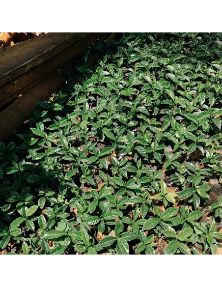 Nordbeans Rodolfina - Szűrő 250g