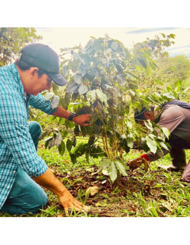 Peru Huancaruna BIO, Arabica kávébabok