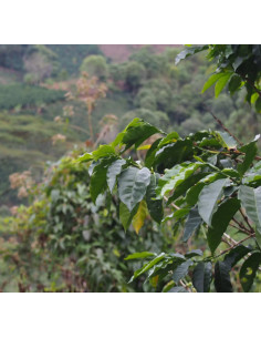 GourmetCoffee Specialitás Colombia La Cabana 250g 2