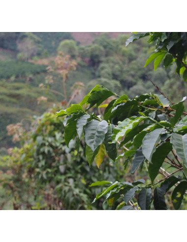 GourmetCoffee Specialitás Colombia La Cabana 250g