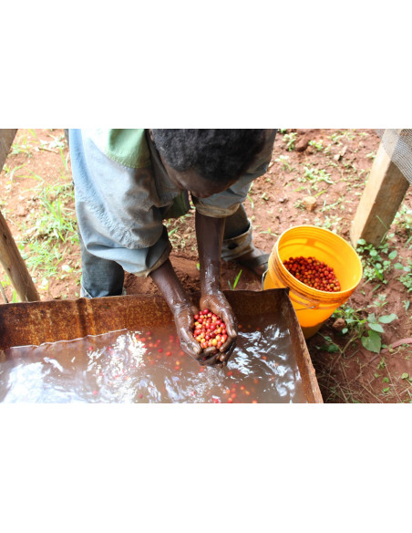 GourmetCoffee Specialty Burundi Yandaro 250g