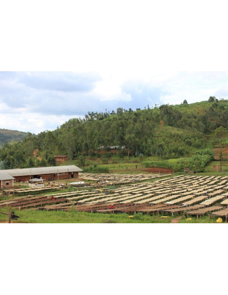 GourmetCoffee Specialty Burundi Yandaro 250g