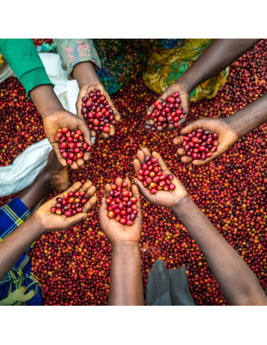 Nordbeans Funky Filtr Uganda 250 g kávébab