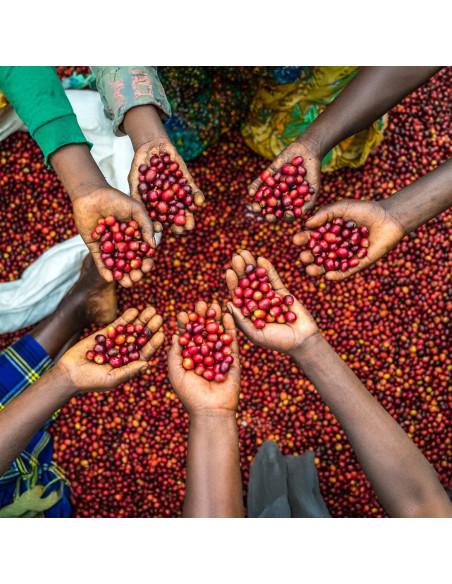 Nordbeans Funky Filtr Uganda 250 g kávébab