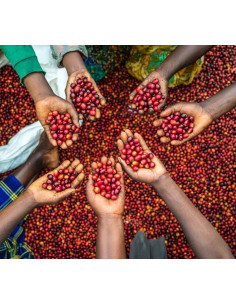 Nordbeans Funky Uganda Rwenzori 250 g 2
