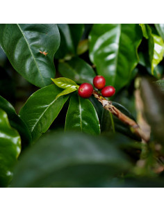 Nordbeans Costa Rica Vara Blanca Honey 250 g 2