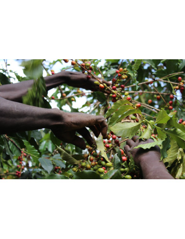 GourmetKáva Specialty – Kenya Kiri 250 g