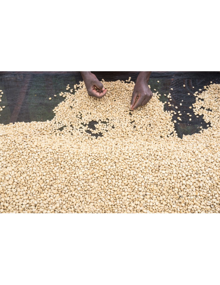 GourmetKáva Specialty – Kenya Kiri 250 g