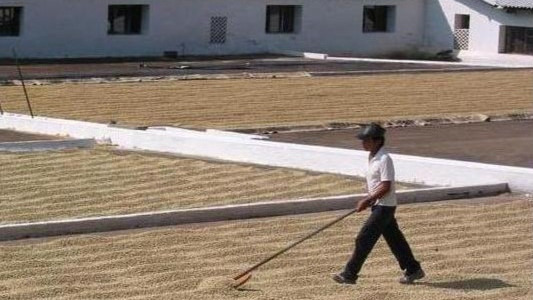 Kávéfeldolgozási módszerek, a kávébab története