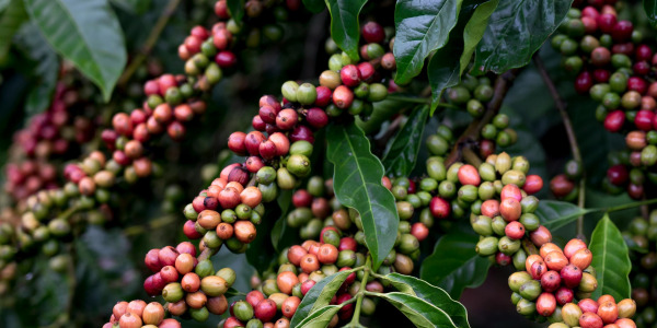 Hogyan és hol termesztik a kávét?