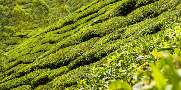 Hogyan válasszuk ki a zöld teát
