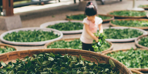 Zöld tea - ismeri a hatásait?