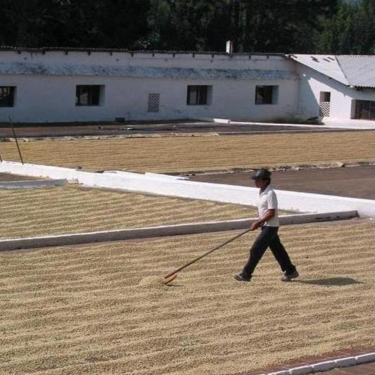 Kávéfeldolgozási módszerek, a kávébab története